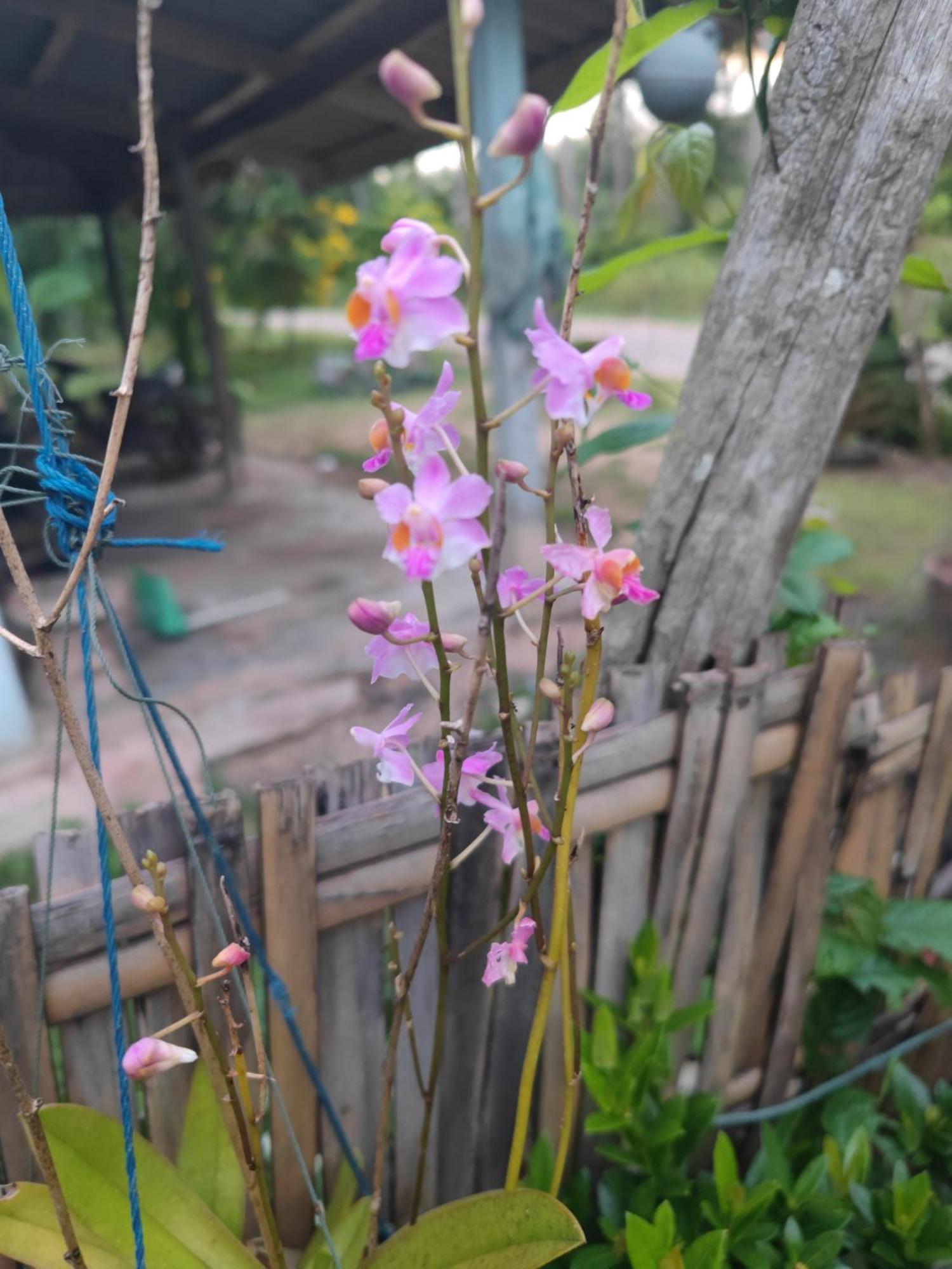 The Secret Garden Homestay Koh Yao Yai Ko Yao Exterior foto